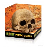 Exo Terra "Primate Scull" L (череп примата пластиковый)