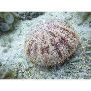 Ёж Цветочный (Toxopneustes Pileolus)