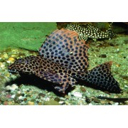 Птеригоплихт парчовый (Glyptoperichthys gibbiceps)