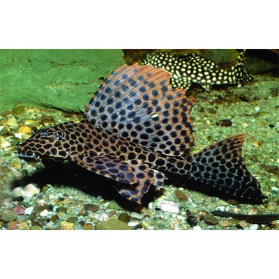 Птеригоплихт парчовый (Glyptoperichthys gibbiceps) Птеригоплихт парчовый (Glyptoperichthys gibbiceps)