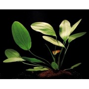 Эхинодорус озирис (Echinodorus osiris)