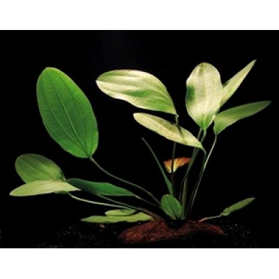 Эхинодорус озирис (Echinodorus osiris) Эхинодорус озирис (Echinodorus osiris)