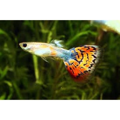 Гуппи S (аквариумная рыба) Гуппи S (аквариумная рыба)