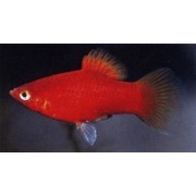 Пецилия L (аквариумная рыба)