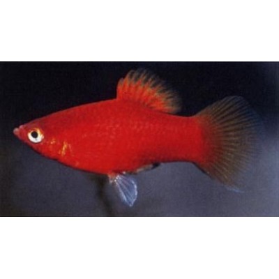 Пецилия L (аквариумная рыба) Пецилия L (аквариумная рыба)