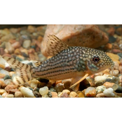 Коридорас Штерба (Corydoras sterba) Коридорас Штерба (Corydoras sterba)