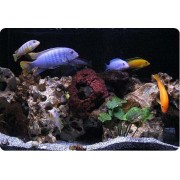 Малавийские Цихлиды M