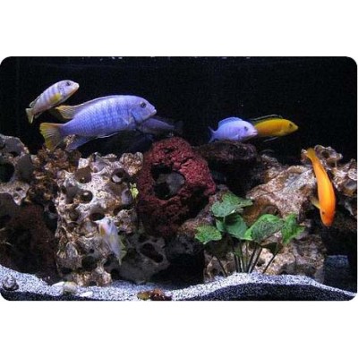 Малавийские Цихлиды M Малавийские Цихлиды M