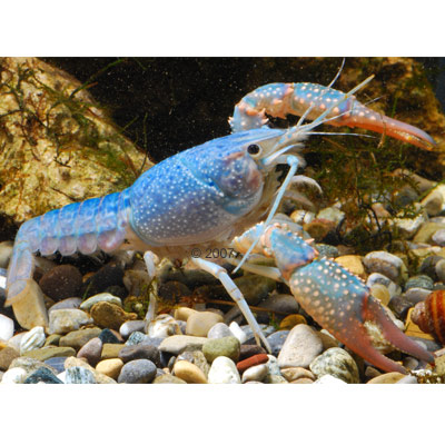 Рак голубой (Procambarus sp) Рак голубой (Procambarus sp)