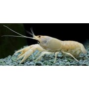 Рак белый (Procambarus sp) 5-6см