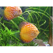 Дискус (Symphysodon aequifasciatus)