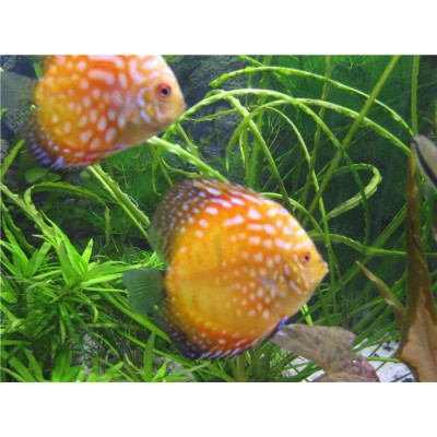 Дискус (Symphysodon aequifasciatus) Дискус (Symphysodon aequifasciatus)