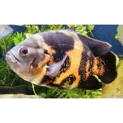 Астронотус(Astronotus) Размер L