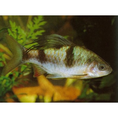 Фон 60/150 Сад/Камни Фон 60/150 Сад/Камни