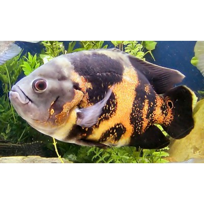 Астронотус вуалевый(Astronotus) XXL Астронотус вуалевый(Astronotus) XXL