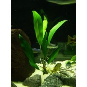 Анубиас Афцели (Anubias afzellii) Размер L