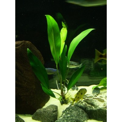 Анубиас Афцели (Anubias afzellii) Размер L Анубиас Афцели (Anubias afzellii) Размер L