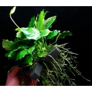 Анубиас Бартера «широколистный» (Anubias barteri “Broad leaf”)