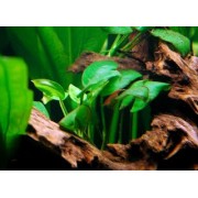 Анубиас Бартера