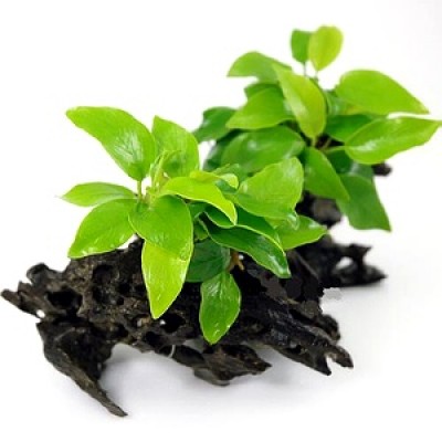 Живой товар (5500 р.) Живой товар (5500 р.)