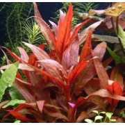 Альтернантера Рейнека (Alternantera reineckii)