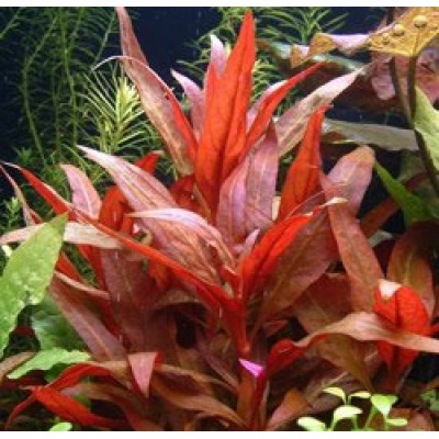 Альтернантера Рейнека (Alternantera reineckii) Альтернантера Рейнека (Alternantera reineckii)