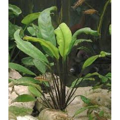 Анубиас Афцели (Anubias afzellii) Размер M Анубиас Афцели (Anubias afzellii) Размер M