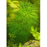 Амбулия водная (Limnophila aquatica)