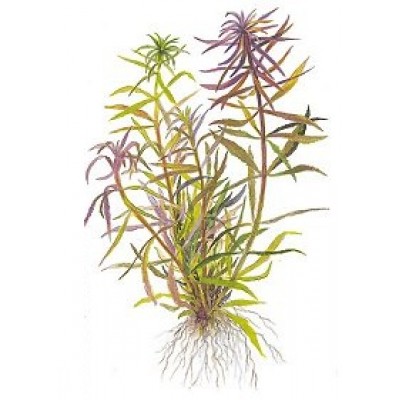 Лимнофила Лимнофила