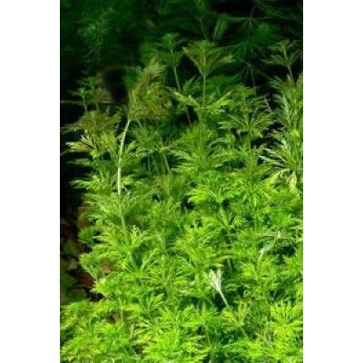 Амбулия сидячецветкова (Limnophila sessiliflora) Амбулия сидячецветкова (Limnophila sessiliflora)