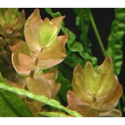 Бакопа Каролинская (Bасора caroliniana) Бакопа Каролинская (Bасора caroliniana)