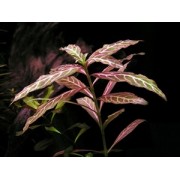Гигрофила узорчатая (Hygrophila polysperma "Rosa Nervis")
