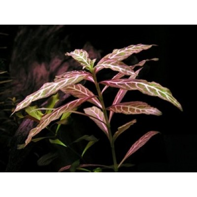 Гигрофила узорчатая (Hygrophila polysperma "Rosa Nervis") Гигрофила узорчатая (Hygrophila polysperma "Rosa Nervis")