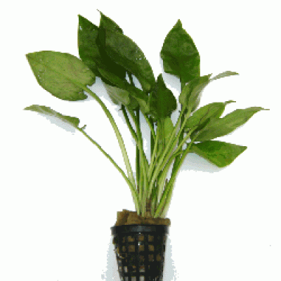 Криптокорина понтедериеволистная (Cryptocoryne pontederiifolia) Криптокорина понтедериеволистная (Cryptocoryne pontederiifolia)