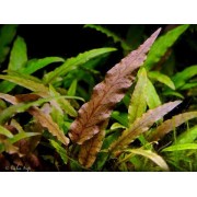 Криптокорина волнистая красная (Cryptocoryne undulata)
