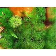 Кабомба водная (Cabomba aquatica) 