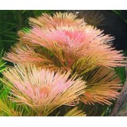 Кабомба вильчатая (красная) (Cabomba furcata)