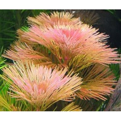 Кабомба вильчатая (красная) (Cabomba furcata) Кабомба вильчатая (красная) (Cabomba furcata)