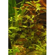Людвигия болотная (Ludwigia palustris)