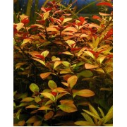 Людвигия ползучая (Ludwigia repens) Размер M