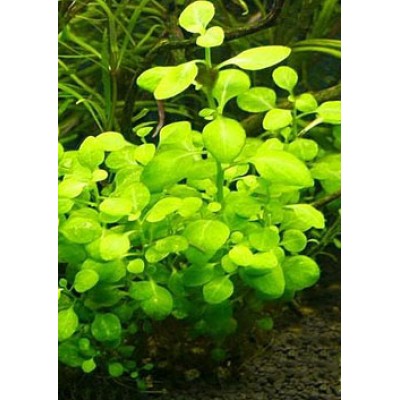 Лобелия пурпурная (Lobelia cardinalis) Лобелия пурпурная (Lobelia cardinalis)