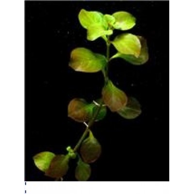 Лобелия пурпурная (Lobelia cardinalis) Лобелия пурпурная (Lobelia cardinalis)