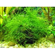 Мох ёлочный