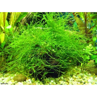 Мох ёлочный Мох ёлочный