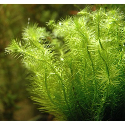Майака речная (Mayaca fluviatilis) Майака речная (Mayaca fluviatilis)