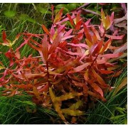 Ротала (растение)