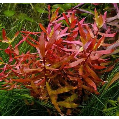 Ротала (растение) Ротала (растение)