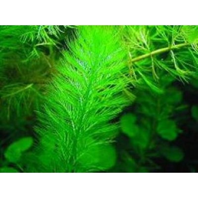 Перистолистник елочный (Myriophyllum elatinoides) Перистолистник елочный (Myriophyllum elatinoides)