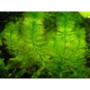 Перистолистник хвостиковидный (Myriophyllum hippuroides)