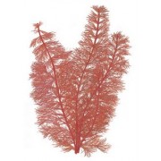 Перистолистник красный (Myriophyllum mattogrossense)